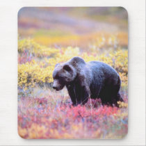 Beautiful Bear in Spring Flowers
