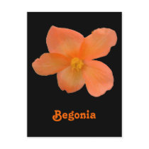 Beautiful Begonia Customizable Postcard