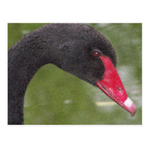 Beautiful Black Swan Close-Up Postcard