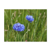 Beautiful Blue Cornflowers meadow flower design