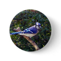 Beautiful Blue Jay Pinback Buttons