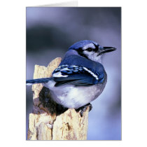 Beautiful Blue Jay Greeting Cards