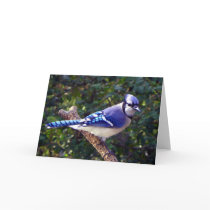 Beautiful Blue Jay Cards