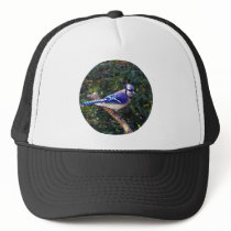 Beautiful Blue Jay Hats