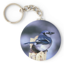 Beautiful Blue Jay Key Chain