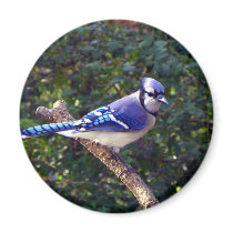Beautiful Blue Jay Refrigerator Magnets
