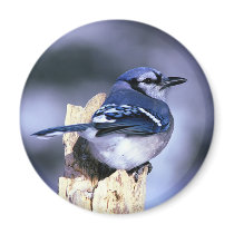 Beautiful Blue Jay Magnets