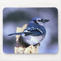 Beautiful Blue Jay Mousepads