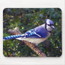 Beautiful Blue Jay Mouse Pads