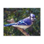 Beautiful Blue Jay Post Card