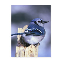 Beautiful Blue Jay Postcard
