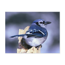 Beautiful Blue Jay Postcard