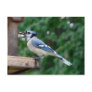 Beautiful Blue Jay Post Card