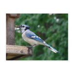 Beautiful Blue Jay postcards
