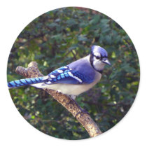Beautiful Blue Jay Round Sticker