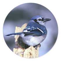 Beautiful Blue Jay Stickers