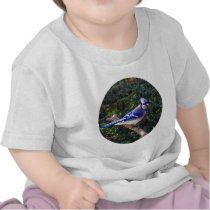 Beautiful Blue Jay Tshirts