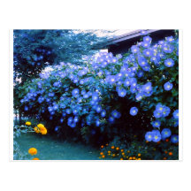Beautiful blue morning glory flowers post cards