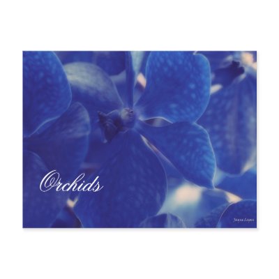 Beautiful Blue Orchids!, Blank Template Postcard by JayneLogan