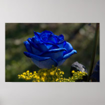 Beautiful Blue Rose 1 posters