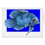 Beautiful Blue Tropical Oscar Fish