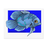 Beautiful Blue Tropical Oscar Fish