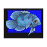 Beautiful Blue Tropical Oscar Fish Postcard