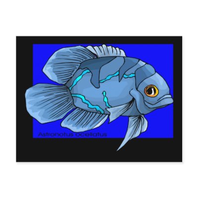 Beautiful Blue Tropical Oscar Fish by BirdsOfParadise