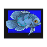 Beautiful Blue Tropical Oscar Fish postcards
