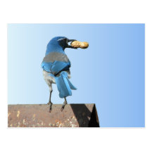 Beautiful Bluebird Post Cards