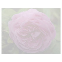 Beautiful Bourbon Rose 'Louise Odier' Letterhead Template