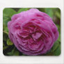 Beautiful Bourbon Rose 'Louise Odier' Usepad