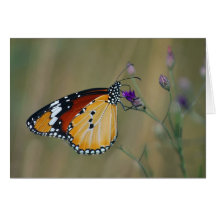 Beautiful butterfly and lifes nectar greeting cards