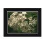 Beautiful Butterfly Bush Postcard! (with border)