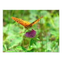 Beautiful Butterfly on Clover Blossom Print Photo
