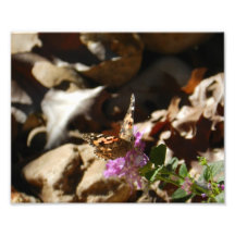 Beautiful Butterfly, Photo
