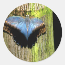 Beautiful butterfly photo stickers