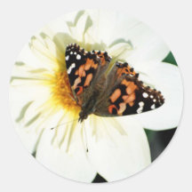 Beautiful butterfly photo stickers