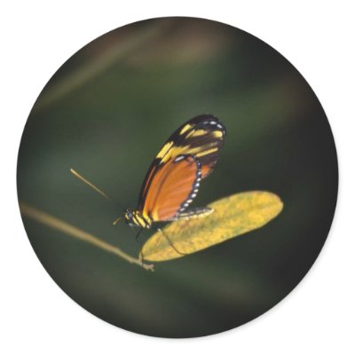 Beautiful Butterfly Photo Stickers 1 by mickeyelvis128