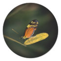 Beautiful Butterfly Photo Stickers 1