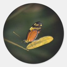 Beautiful Butterfly Photo Stickers 1