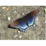 Beautiful Butterfly Pin Photo Cut Outs