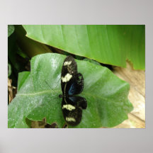 Beautiful Butterfly Print
