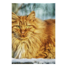Beautiful Cat Card