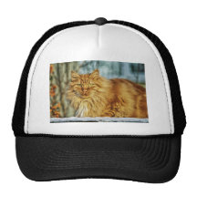 Beautiful Cat Hat