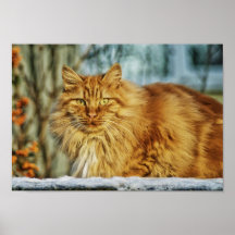 Beautiful Cat Poster