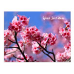 Beautiful Cherry Blossom Blue Sky Postcards