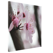 Beautiful Cherry Blossom Flowers Canvas Prints