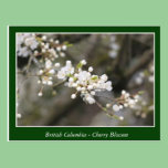 beautiful cherry blossom postcard postcards