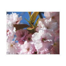 Beautiful cherry blossom stretched canvas prints